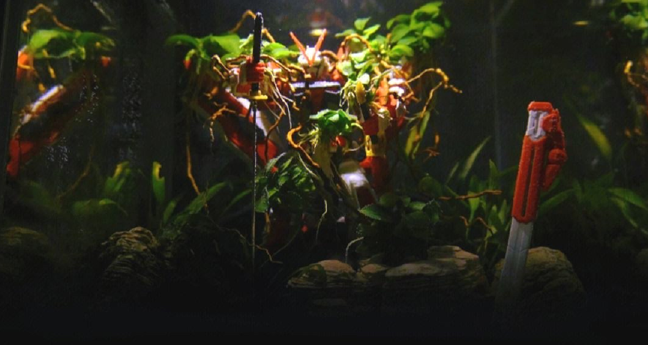 大一新生寢室養魚攻略指南，300以內打造超強過濾魚缸生態