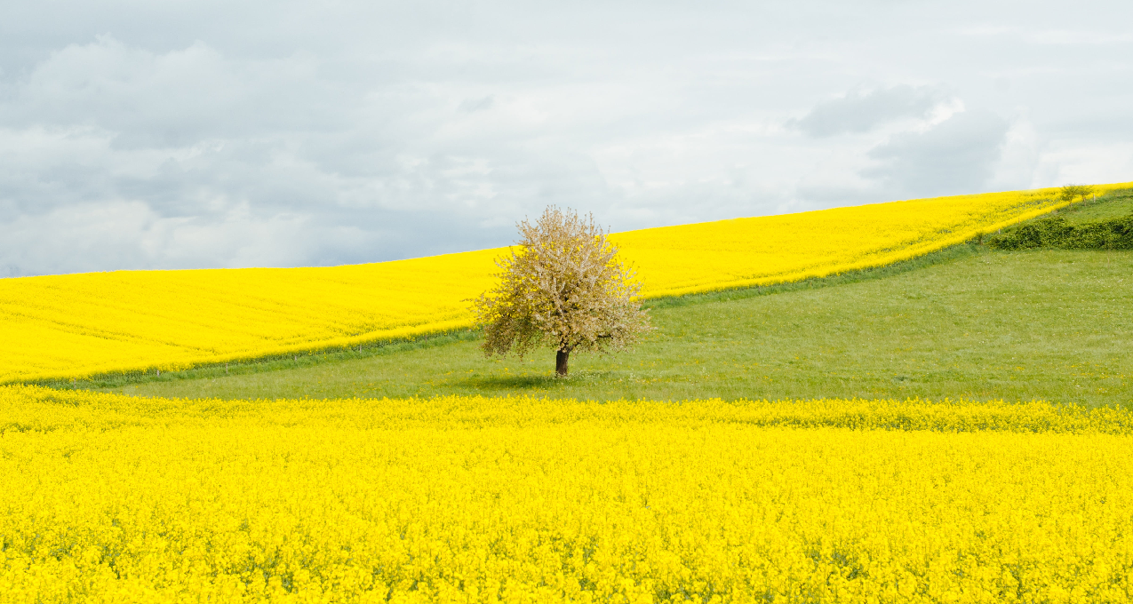 【短篇】就像春天一样