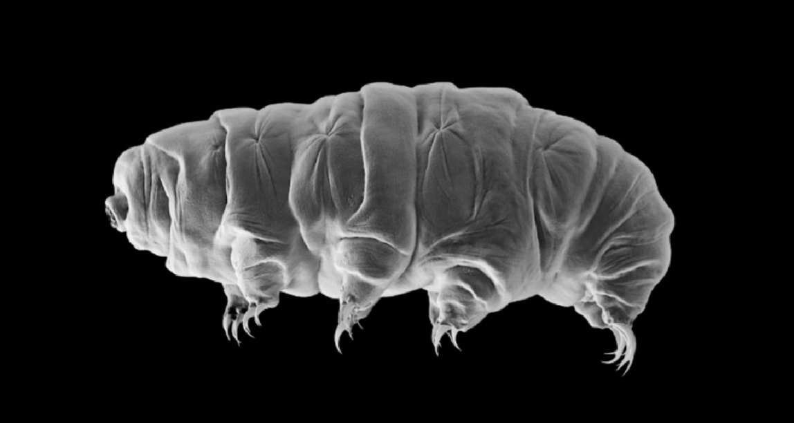 坠毁的月球着陆器或已带领微小‘水熊虫’殖民月球！