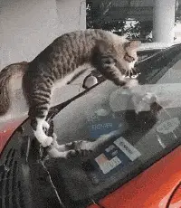 《超自然車旅》：貓師傅，你是做什麼工作的？-第0張