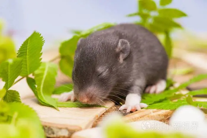 【球盟会】熬夜后补觉没意义？科学研究告诉你答案！