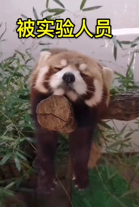 【球盟会】熬夜后补觉没意义?科学研究告诉你答案!