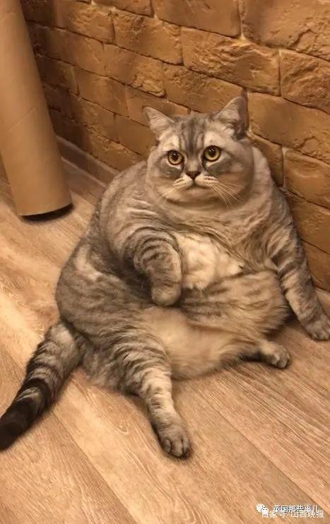 【球盟会】熬夜后补觉没意义？科学研究告诉你答案！