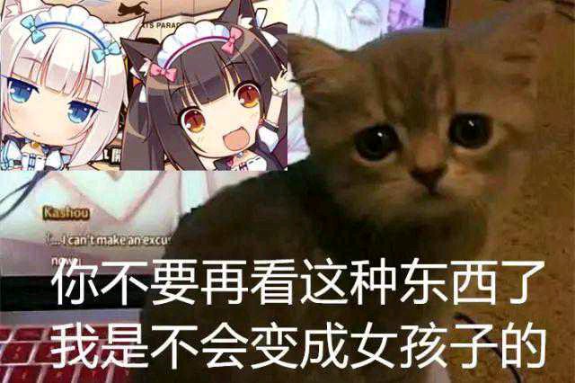 【PC游戏】除了能变猫娘，猫猫还会做哪些事情？-第6张