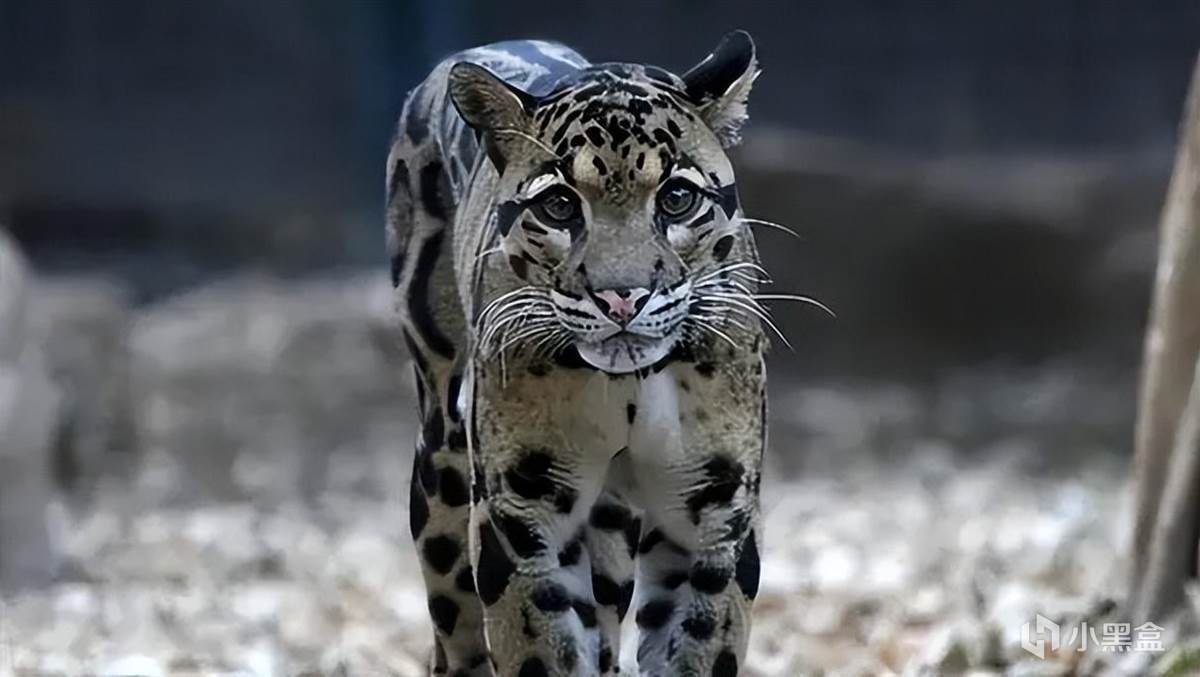 【球盟会】世界上最神秘的「猫科」动物，消失36年后又再次出现！