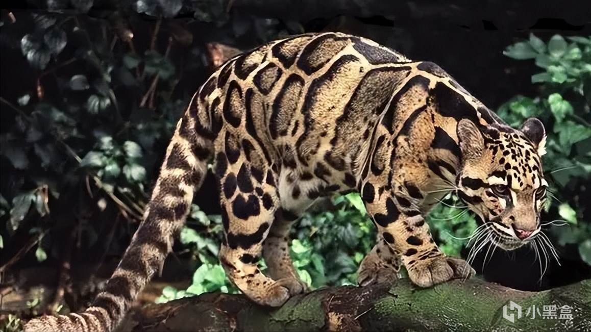 【球盟会】世界上最神秘的「猫科」动物，消失36年后又再次出现！