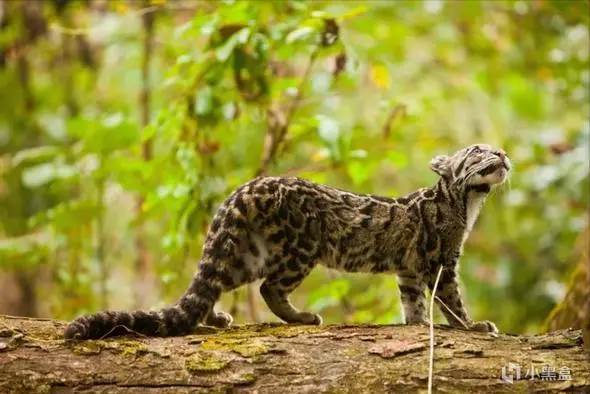 【球盟会】世界上最神秘的「猫科」动物，消失36年后又再次出现！