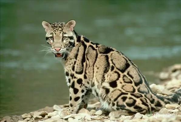 【球盟会】世界上最神秘的「猫科」动物，消失36年后又再次出现！