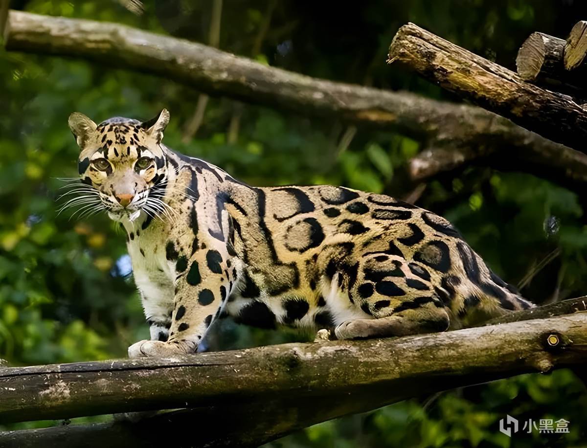 【球盟会】世界上最神秘的「猫科」动物，消失36年后又再次出现！