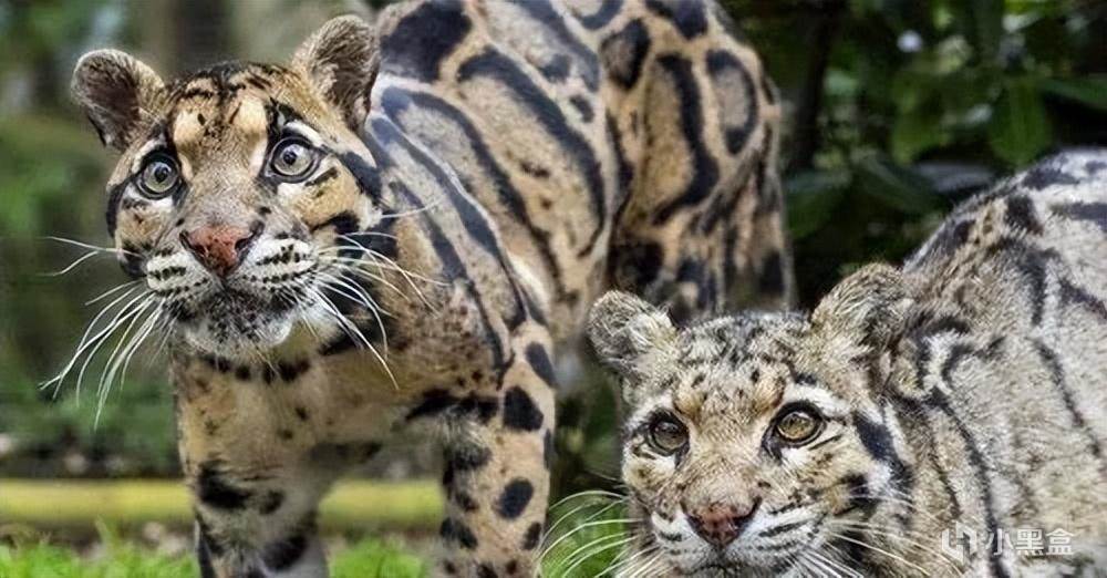 【球盟会】世界上最神秘的「猫科」动物，消失36年后又再次出现！