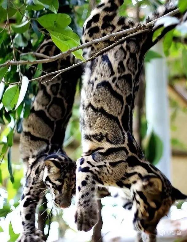 【球盟会】世界上最神秘的「猫科」动物，消失36年后又再次出现！