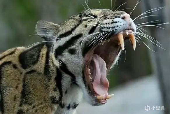 【球盟会】世界上最神秘的「猫科」动物，消失36年后又再次出现！