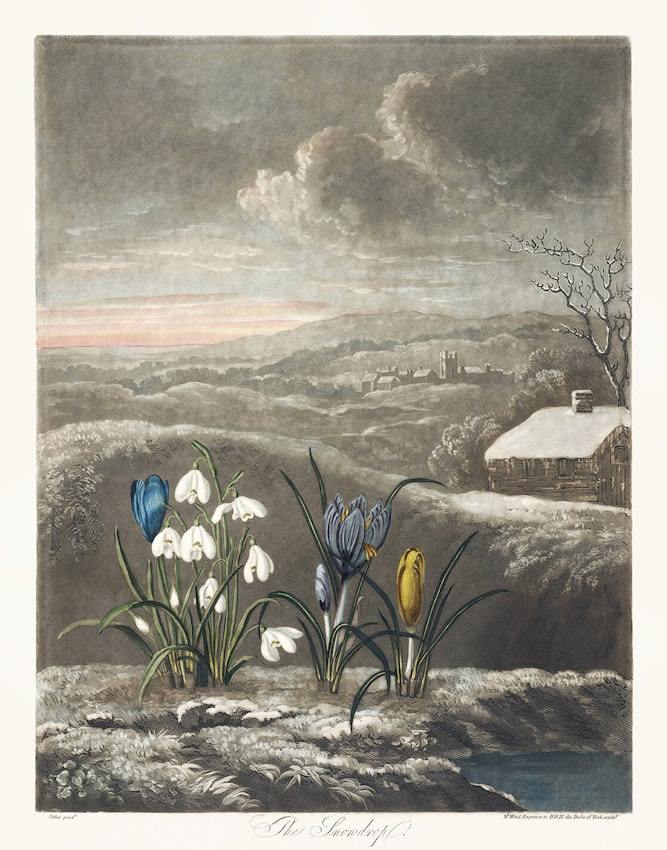 [雜談]從雪絨花到夜鶯：羅伯特·馬爾舍姆《春天的跡象》