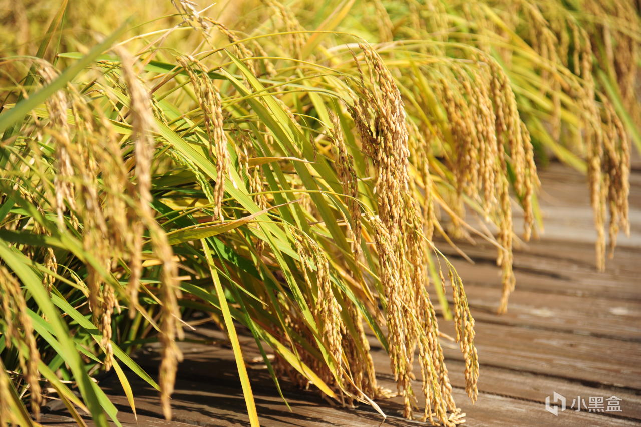 《饿殍：明末千里行》：这世道，何止礼教“吃人”，人也吃人！