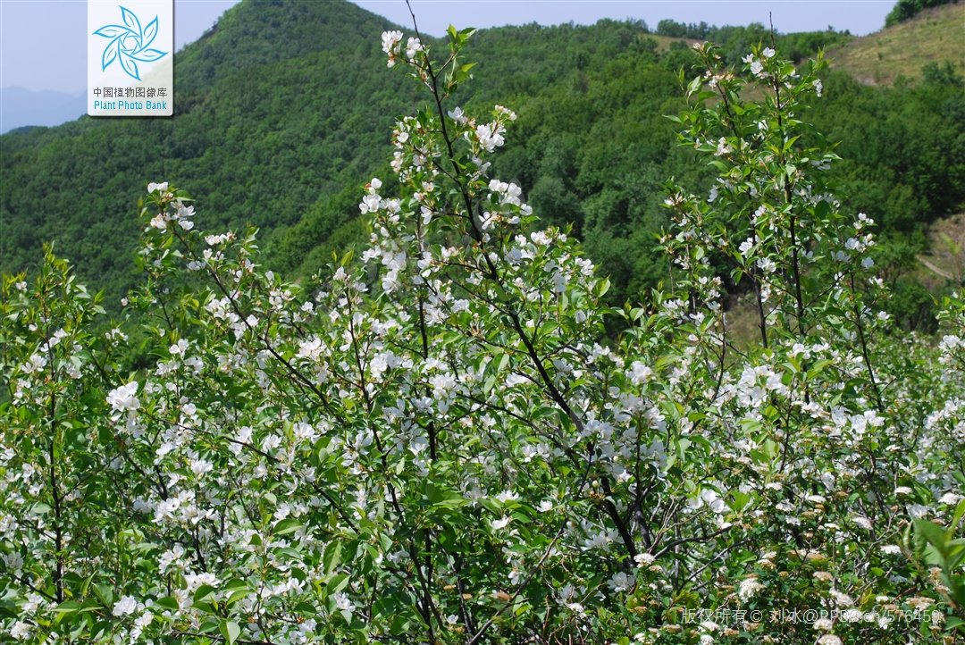 投票
  末日求生指南#1 我來助你區分野果（北方篇）-第2張