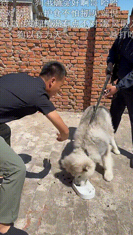 【球盟会】潘宏园区的