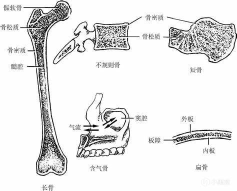 【医学科普】简单聊聊关于身高（补档）-第1张