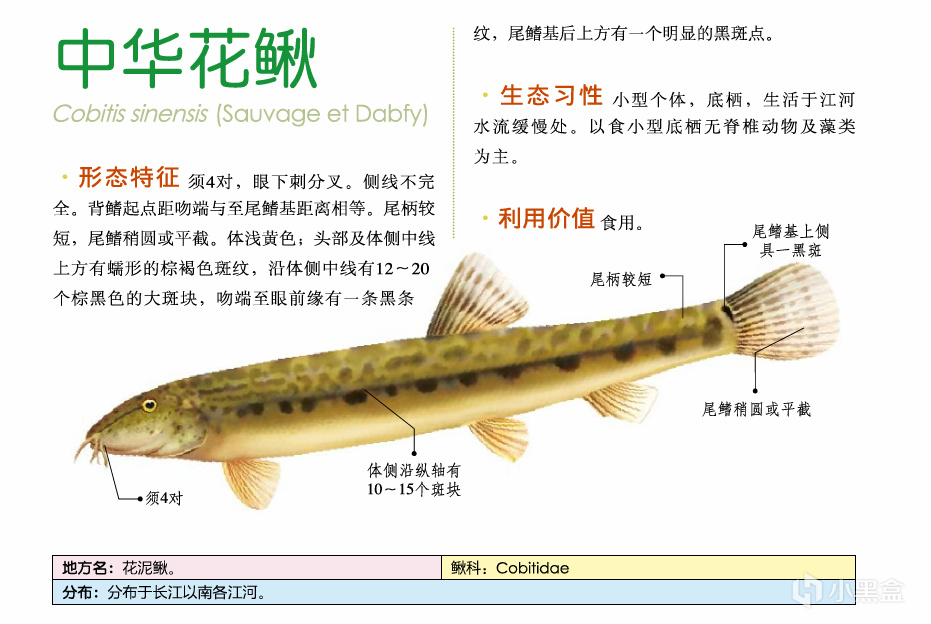 吃鱼(重点推荐刺少可食)-第17张