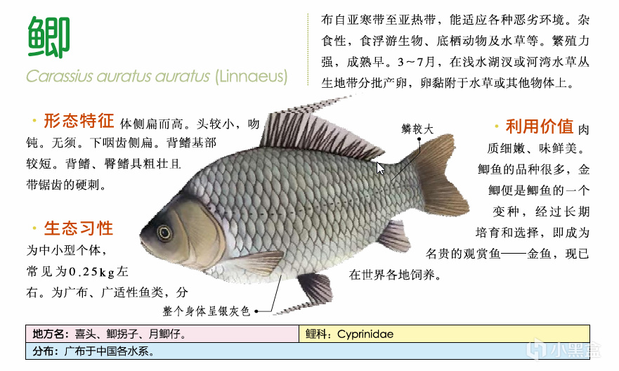 吃鱼(重点推荐刺少可食)-第13张