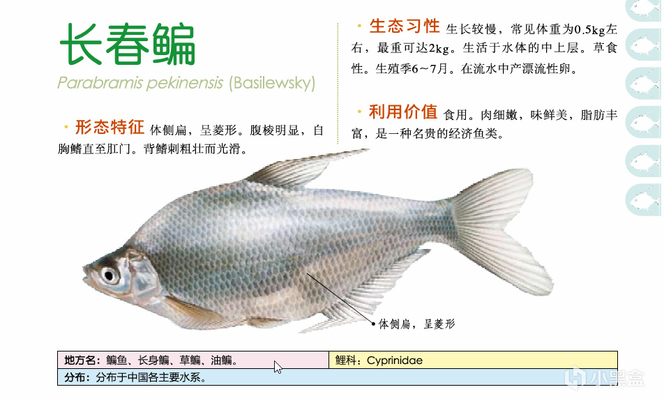 吃鱼(重点推荐刺少可食)-第18张