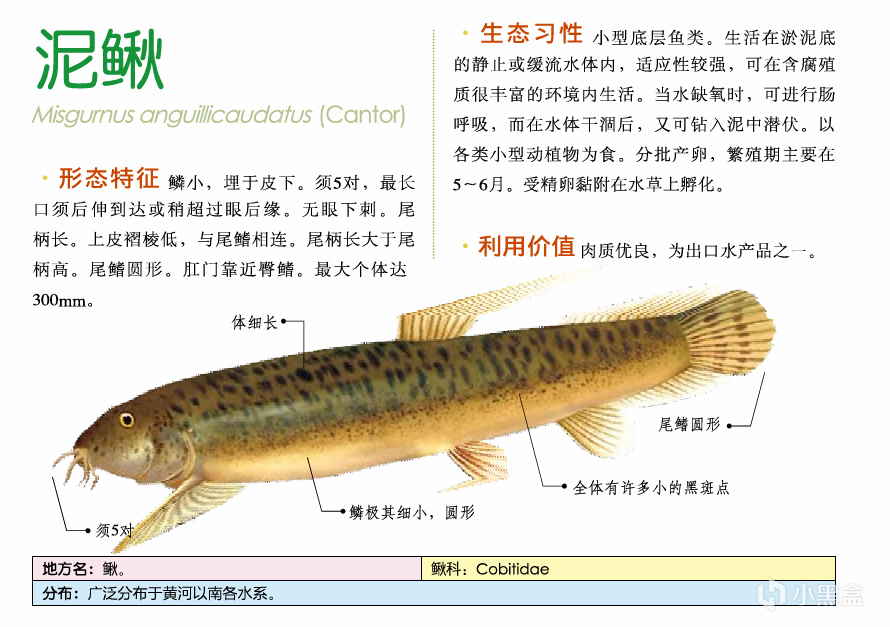 吃鱼(重点推荐刺少可食)-第16张