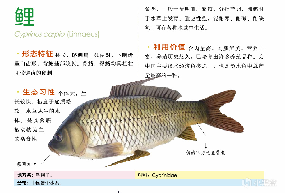 吃鱼(重点推荐刺少可食)-第14张