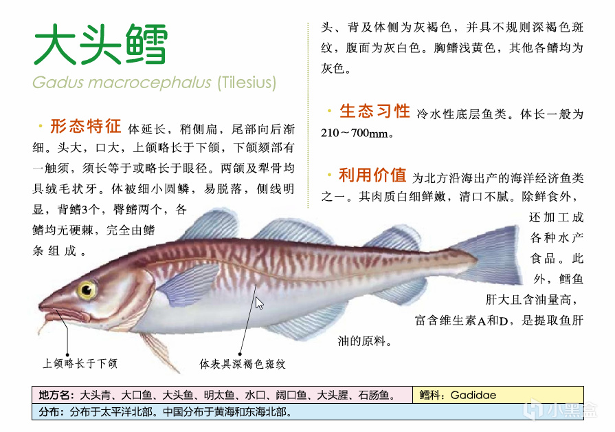 吃鱼(重点推荐刺少可食)-第4张