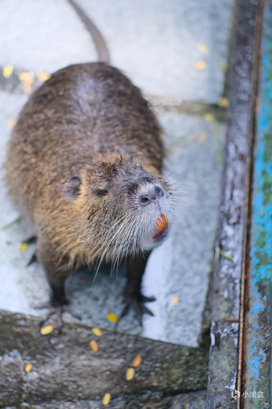 全网四位爆火的小摊老板