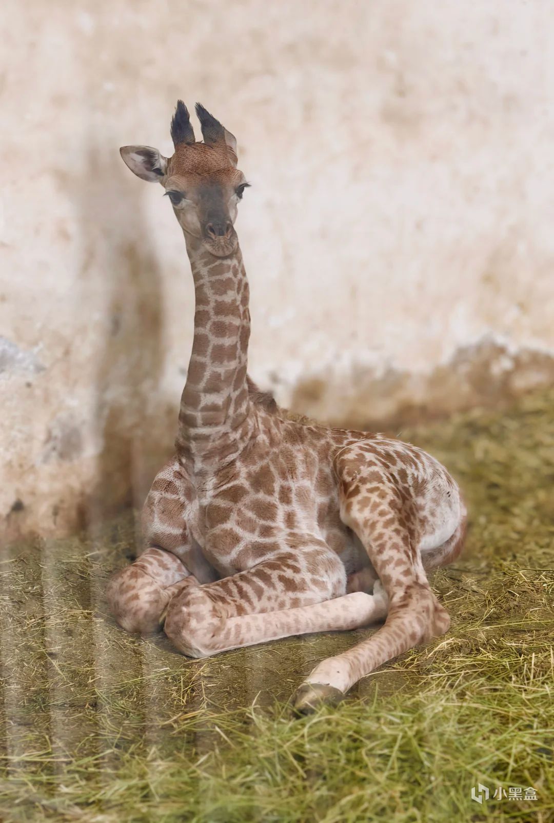 全网四位爆火的小摊老板