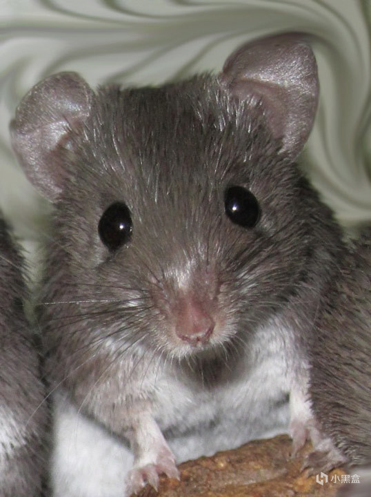 一文看懂诺奖！2025诺贝尔生理学或医学奖解读