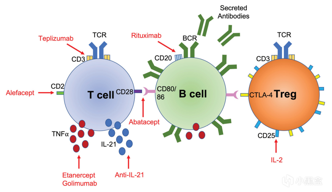 一文看懂诺奖！2025诺贝尔生理学或医学奖解读