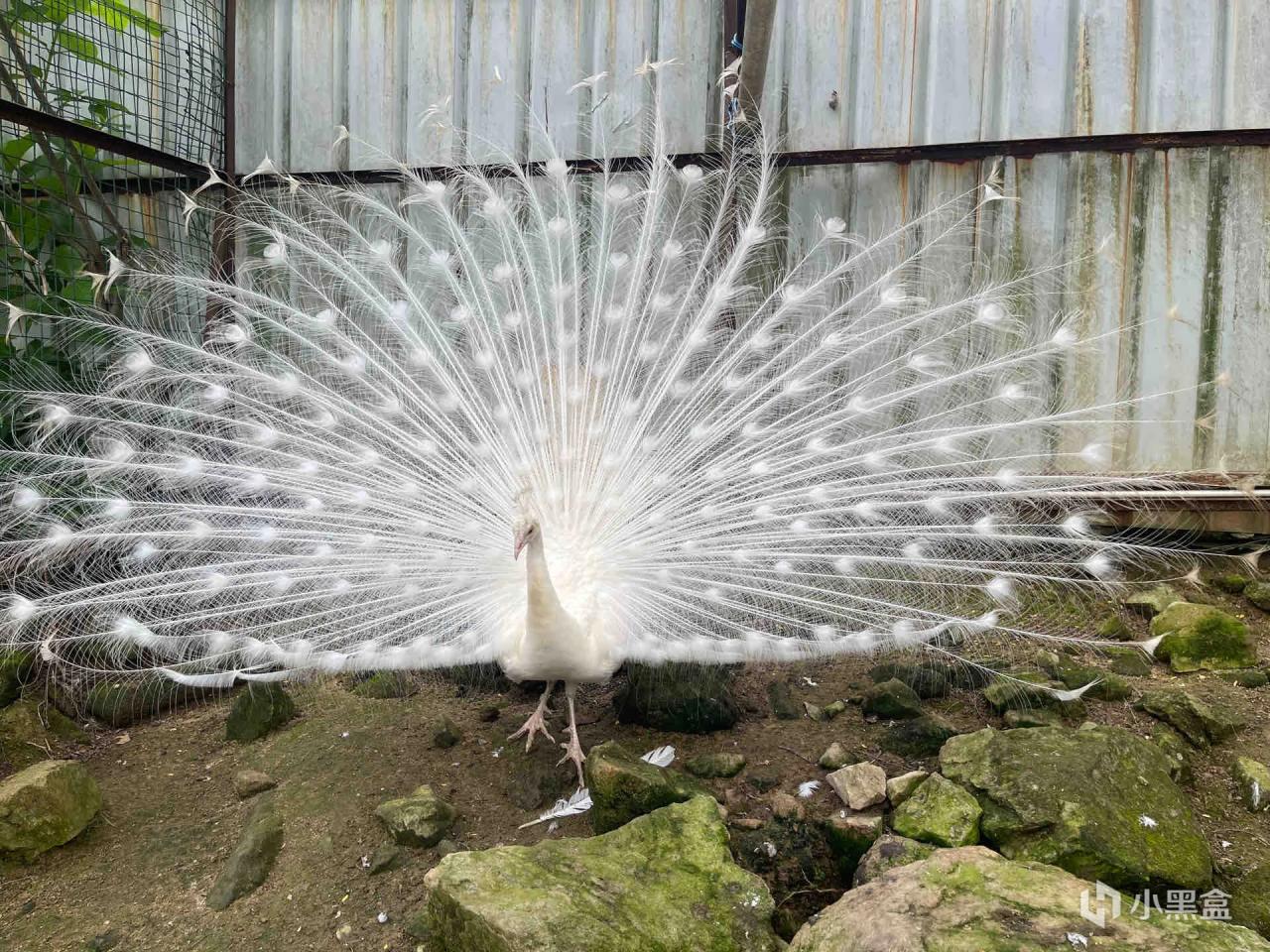 全网四位爆火的小摊老板