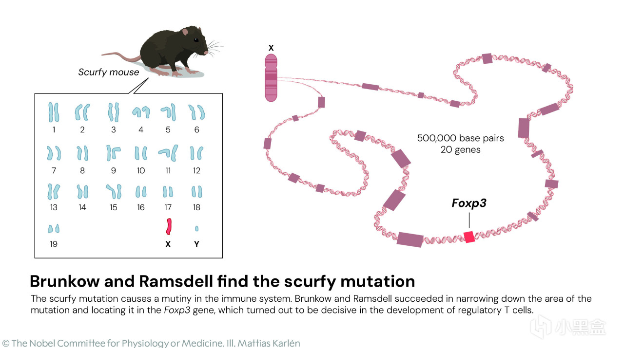 一文看懂诺奖！2025诺贝尔生理学或医学奖解读