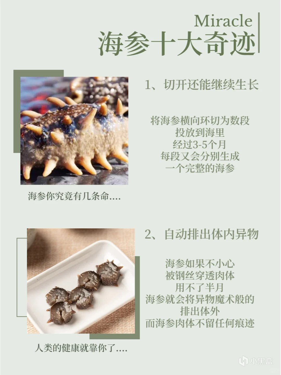 【球盟会】活了5亿年的海参，体育生吃了能补肾体吗