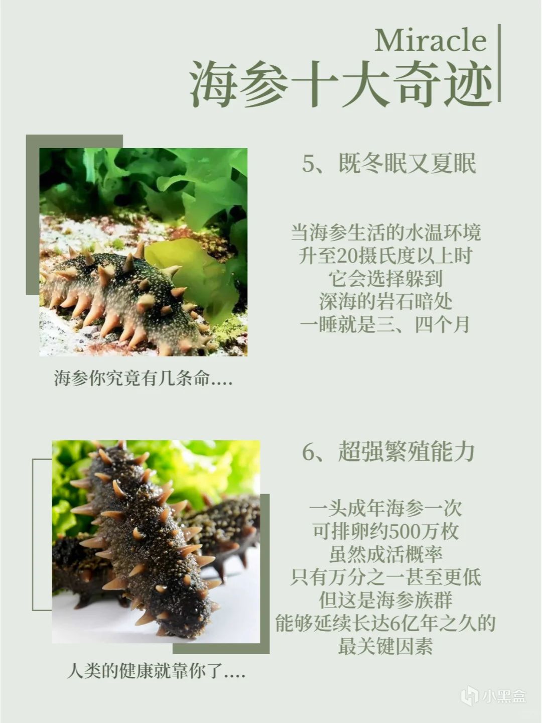 【球盟会】活了5亿年的海参，体育生吃了能补肾体吗