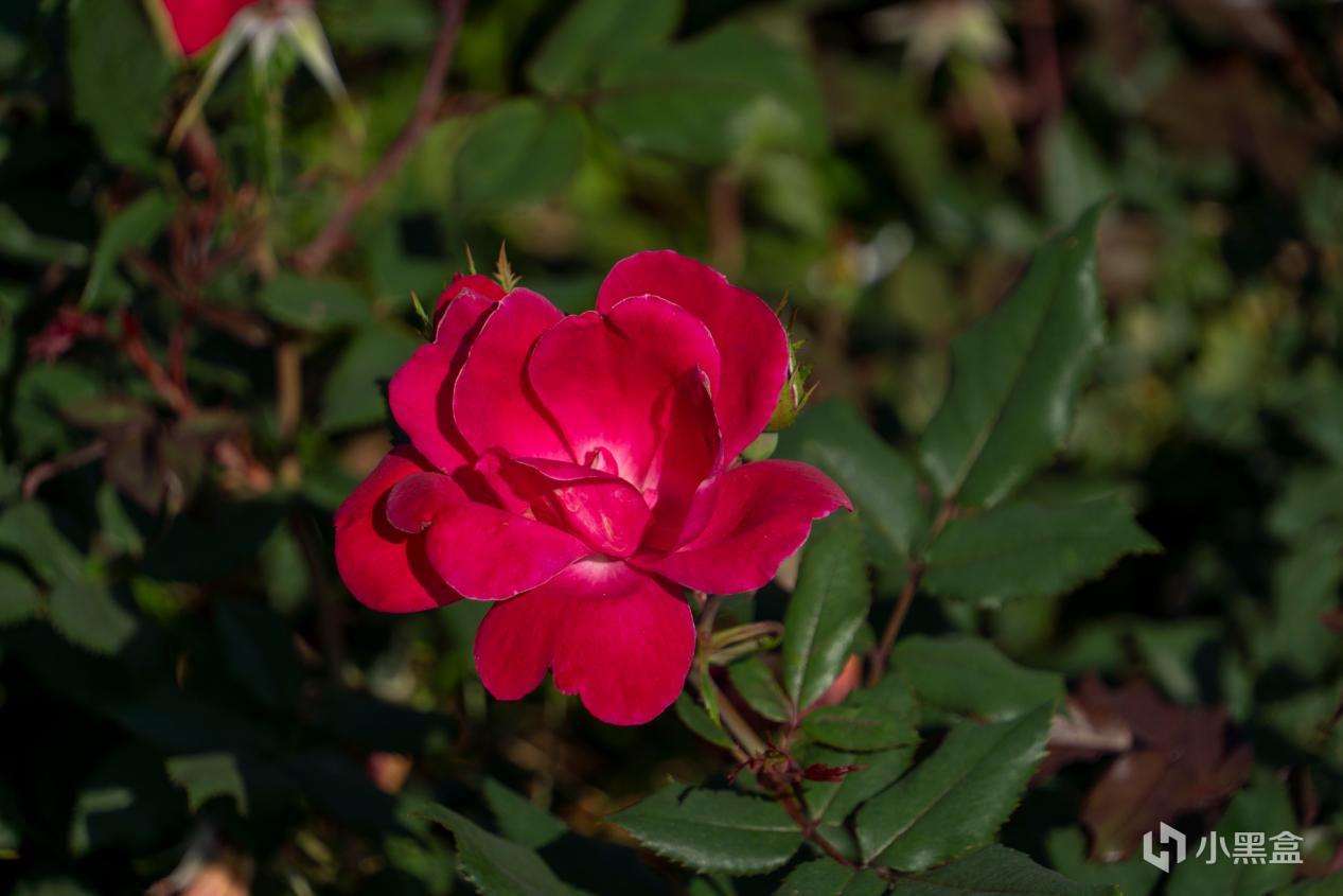DSC05642_1